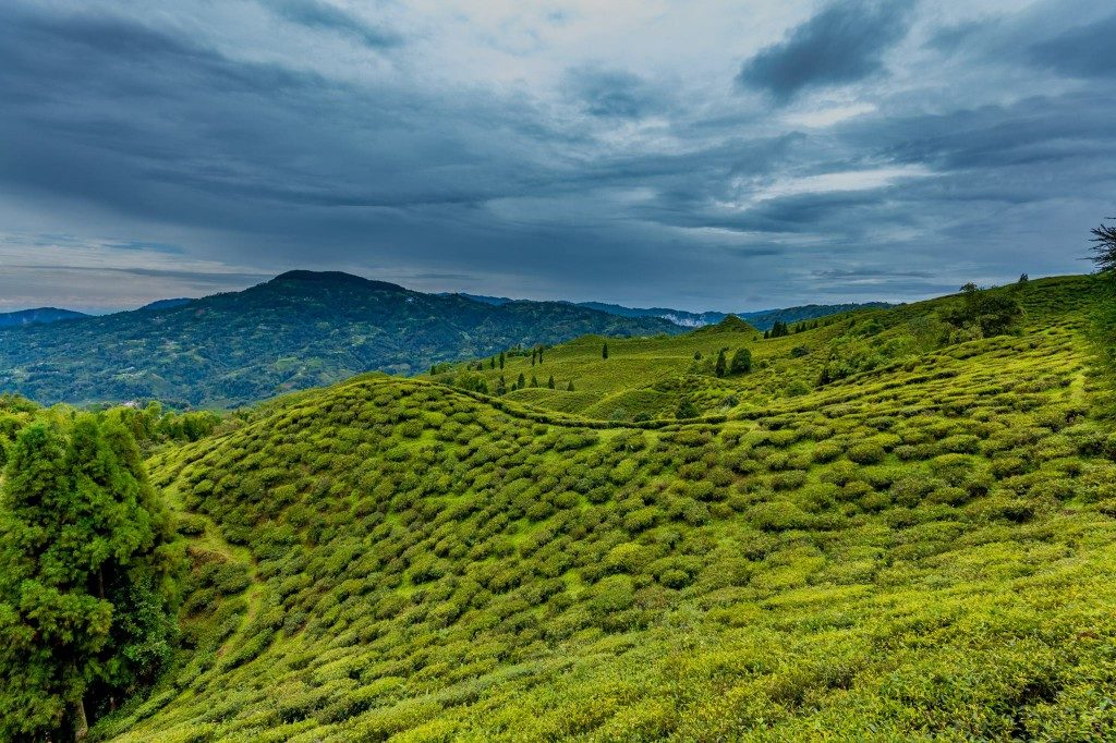 Tea Gardens of Darjeeling - Places to visit in India
