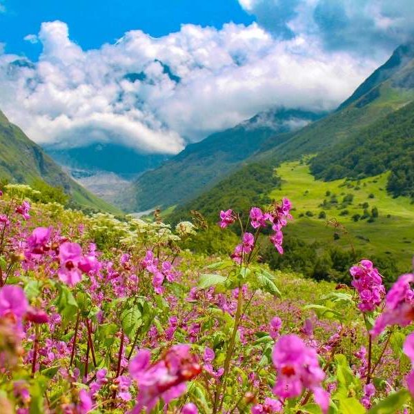 Valley of Flowers, Uttarakhand - Places for nature lovers