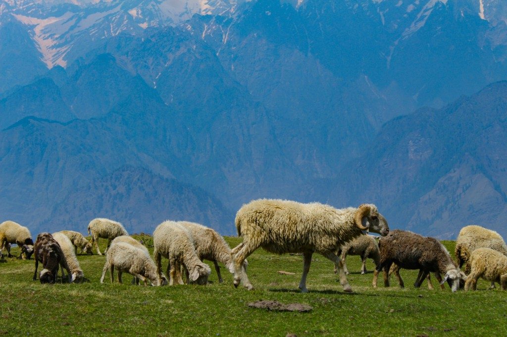 Shepherd's Trail Gaddi Trek - Himachal Pradesh Treks