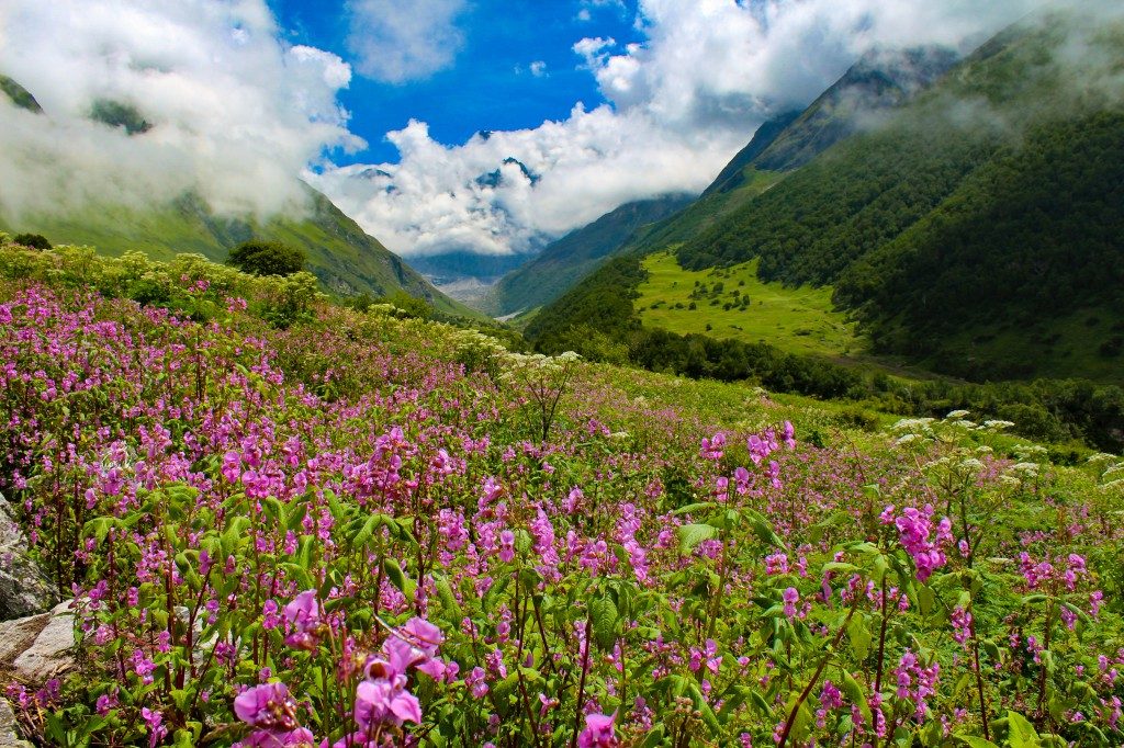 Valley of Flowers - Best Uttarakhand Treks