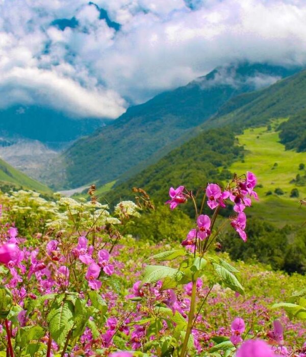 Enchanting Valley of Flowers Trek