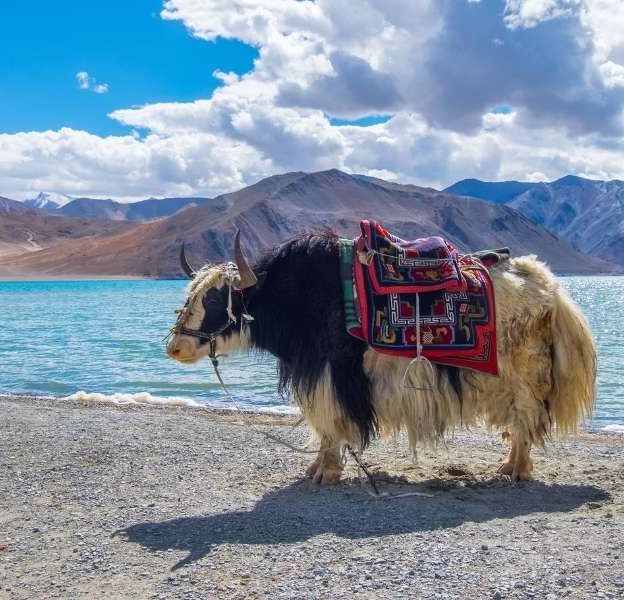 Yak at Pangong Tso - Leh Ladakh Tour