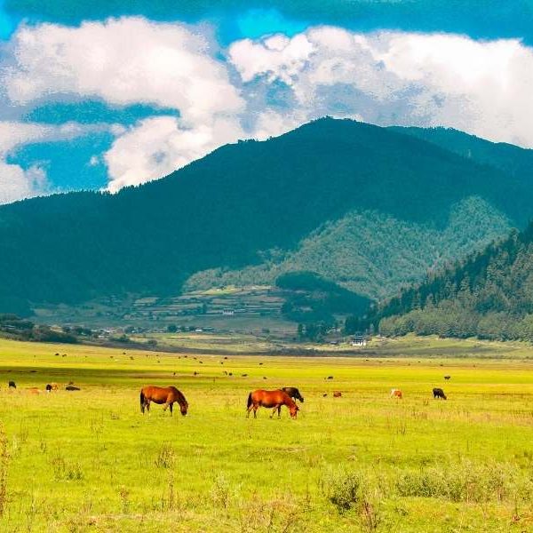 Phobjikha Valley - Places to visit in Bhutan