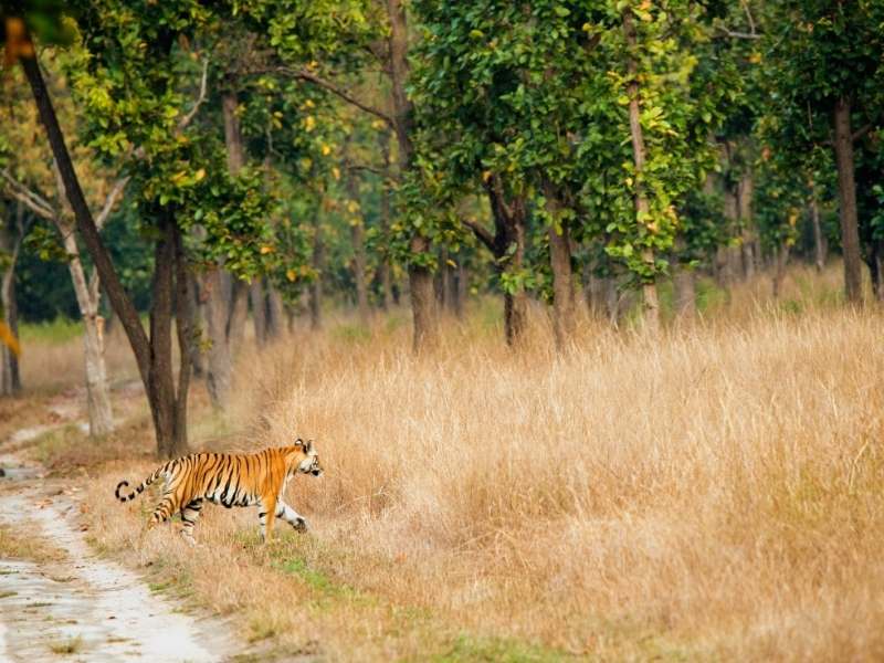 Bandhavgarh National Park - Offbeat Places in India