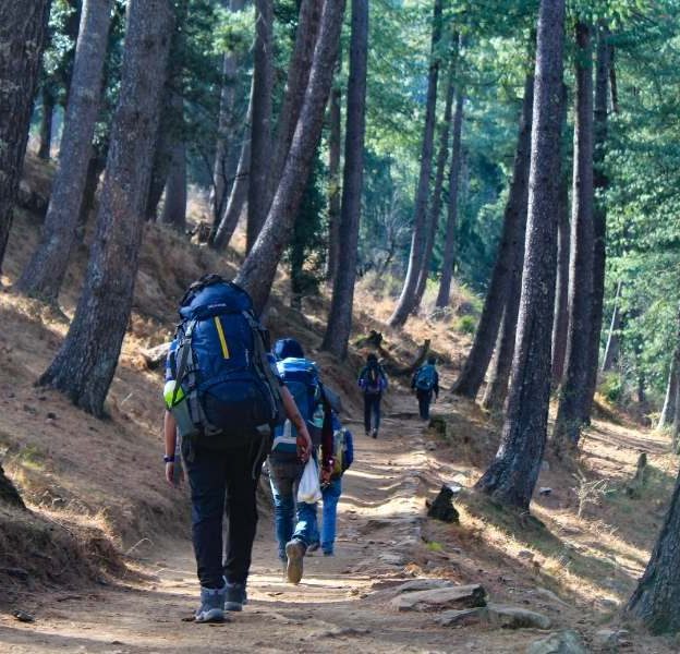 Initial trail through the pine forest