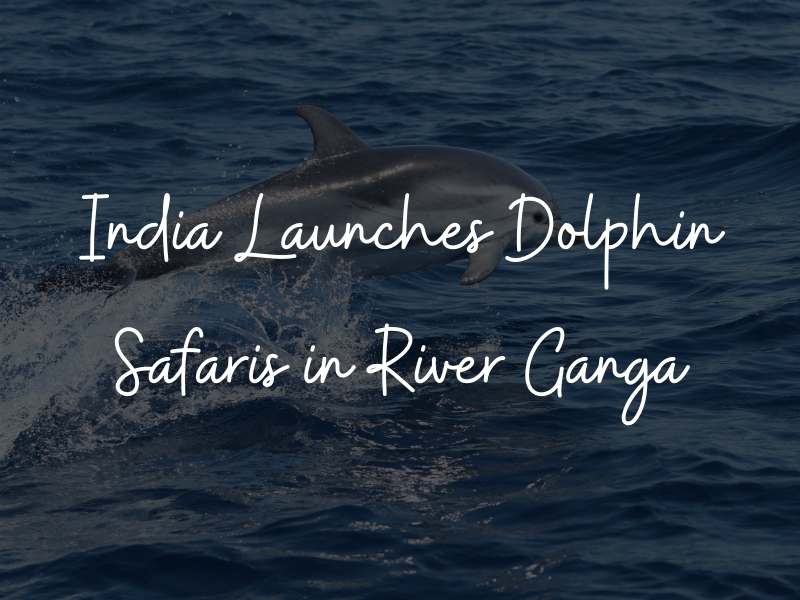 Dolphin Safari in Ganga