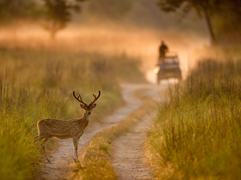 Jim Corbett National Park - Uttarakhand Guide