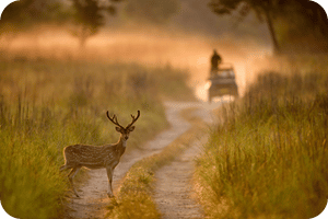 Jim Corbett