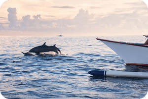 Maldives 3N 4D - Dolphin Ride