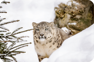 Snow leopard expeditions