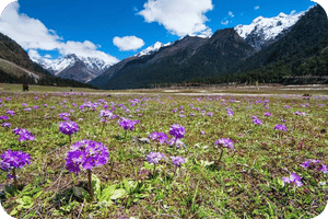 Yumthang Valley