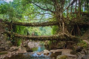 Double Decker Living Root Bridge