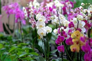 Exotic orchids