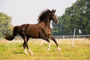 Horse Riding