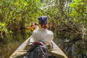 kayaking in Mangroves