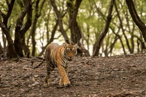 ranthambore national park